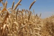 На полях Тбилисского района продолжается уборка зерновых колосовых и зернобобовых культур