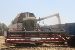 На полях Тбилисского района продолжается уборка зерновых колосовых и зернобобовых культур