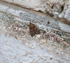 Внимание! Луговой мотылек!