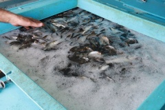 В Тбилисском районе зарыбляют водоемы