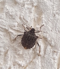 Внимание! Коричнево-мраморный клоп