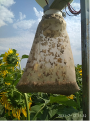 Особо опасный вредитель - ЛУГОВОЙ МОТЫЛЁК