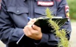 В Тбилисском районе проводятся мероприятия по мониторингу произрастания наркосодержащей растительности 