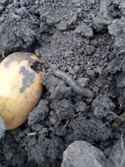 ПОДГРЫЗАЮЩИЕ СОВКИ