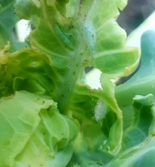 Капустная моль