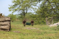 Школьникам показали реконструкцию сражений Великой Отечественной войны
