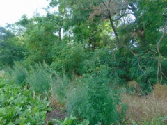 В Ловлинской продолжают профилактическую работу и борьбу с коноплей