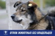 Продолжается отлов собак в рамках действующего законодательства