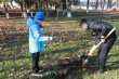 Более 200 саженцев деревьев высадили в Тбилисском районе