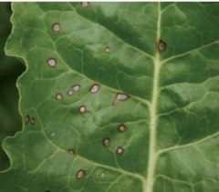 Церкоспороз на посевах сахарной свеклы