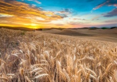 Берегите урожай от пожара!