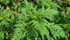 Внимание АМБРОЗИЯ!