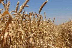 На полях Тбилисского района продолжается уборка зерновых колосовых и зернобобовых культур