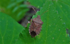 На территории Краснодарского края появился опасный карантинный вредитель – коричнево-мраморный клоп