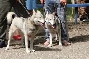 20 мая 2018 года в тбилисском парке культуры и отдыха им. Семикина И.Е. состоялась 57-ая выставка Краснодарская краевая выставка собак охотничьих пород