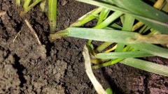 Клещи на  озимых колосовых 