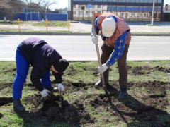 В Тбилисской высадили 150 роз