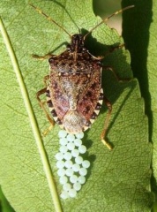 Коричнево-мраморный клоп - опасный вредитель!