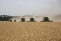 В Тбилисском районе убрали половину площади озимой пшеницы