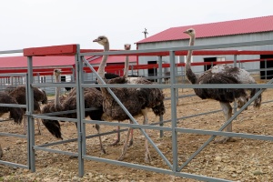 В Тбилисском районе зарождается новое сельскохозяйственное направление - агротуризм!
