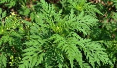 Внимание - АМБРОЗИЯ!