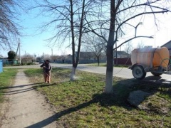 В Тбилисской продолжают белить деревья
