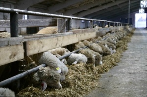 В Тбилисском районе активно развивается семейная ферма 