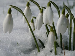 Уважаемые тбилисцы! 