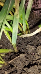 Зимний зерновой клещ