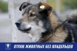 Отлов собак в рамках действующего законодательства