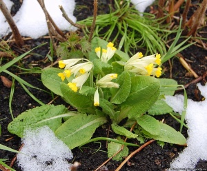 Берегите первоцветы!