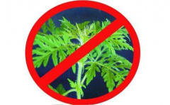 Растение, цветение которого мы ожидаем с ужасом!