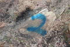 Жители Тбилисского района обеспокоены судьбой деревьев в парке им. Симикина