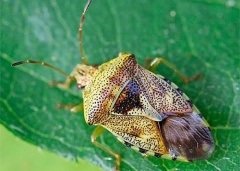 Внимание! Коричнево-мраморный клоп – опасный карантинный вредитель