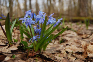 О проведении мероприятия «Первоцветы»