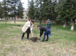В Нововладимировском поселении высадили более 80 лип