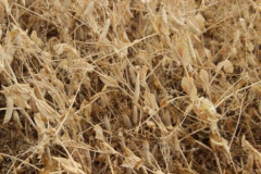 Завершена уборка гороха в Тбилисском районе