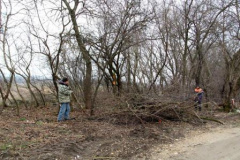 В хуторе Северин расчищают лесополосу 