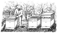 О пчеловодстве в Краснодарском Крае