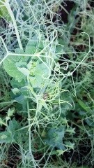 Гороховая зерновка - опасный вредитель!