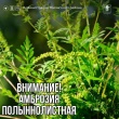 ВНИМАНИЕ! АМБРОЗИЯ!