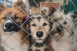 На территории Тбилисского района проводятся мероприятия по отлову животных без владельцев с дальнейшим их размещением в приюте для животных