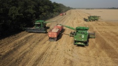 В Тбилисском районе завершается уборка пшеницы