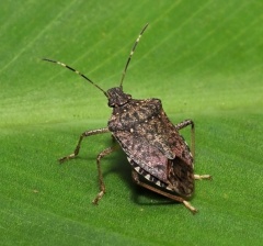 ОПАСНЫЙ ВРЕДИТЕЛЬ- КОРИЧНЕВО - МРАМОРНЫЙ КЛОП!