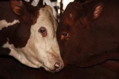 Уважаемые жители Тбилисского района!