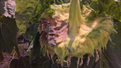 СИГНАЛИЗАЦИОННОЕ СООБЩЕНИЕ РОССЕЛЬХОЗЦЕНТРА: Сухая гниль корзинок подсолнечника в Краснодарском крае