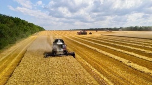 Началась уборка озимой пшеницы