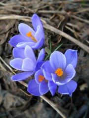 Уважаемые жители Тбилисского района!