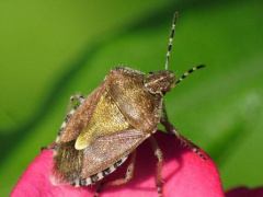 Внимание! Коричнево-мраморный клоп - опасный карантинный вредитель овощных, плодовых и др. культур