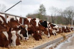 В Тбилисском районе выросли надои молока